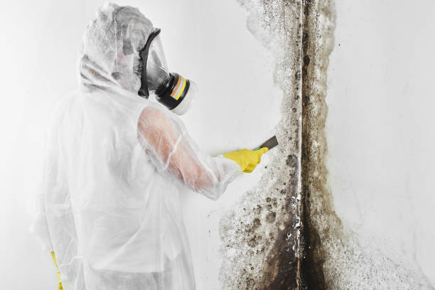 Best Bathroom Mold Remediation in Danville, AR