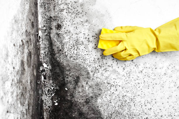 Best White Mold Remediation in Danville, AR