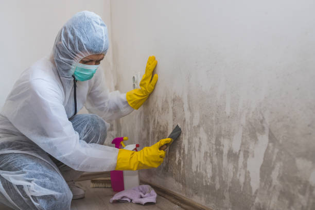 Best Residential Mold Remediation in Danville, AR