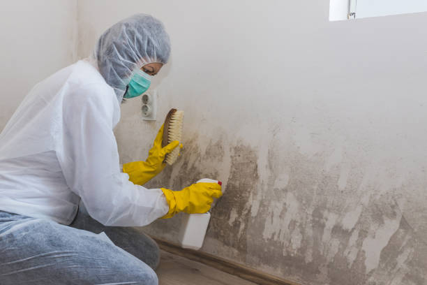 Best Kitchen Mold Remediation in Danville, AR