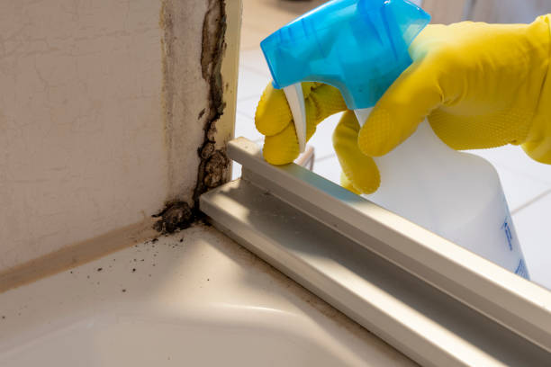 Best DIY Mold Remediation Support Services in Danville, AR