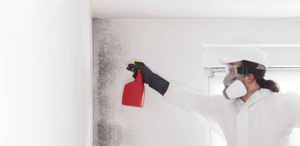 Best Health and Safety Mold Remediation in Danville, AR