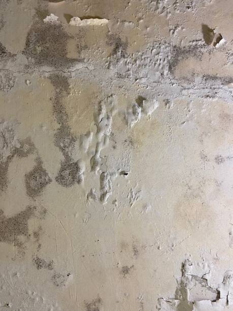 Best Mold Remediation for Schools in Danville, AR