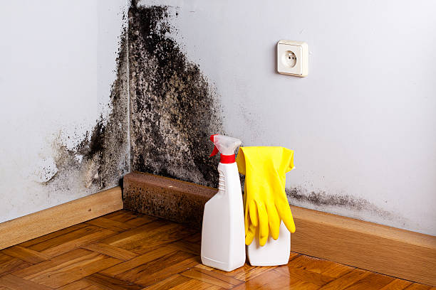 Best HVAC Mold Remediation in Danville, AR
